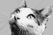 draw pet portrait into cartoon