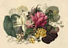 draw beautiful botanical plants and flowers