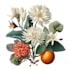 illustrate the best botanical illustration for you