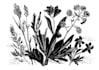 illustrate botanical and animal linocut illustration
