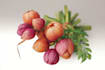 draw realistic plants, vegetables, fruits
