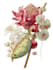 paint watercolour botanical illustrations