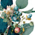 paint watercolour botanical illustrations