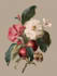 line art illustrations, botanical flowers, plants