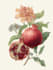 line art illustrations, botanical flowers, plants
