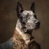 create realistic digital pet portrait dog, cat, horse