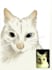 silly drawings for ur pets