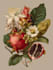 paint watercolour botanical illustrations