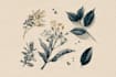 design boho chic hand drawn botanical logo