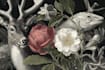 draw animal and botanical illustrations