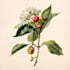 line art illustrations, botanical flowers, plants
