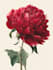 make a botanical watercolor illustration