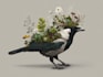draw animal and botanical illustrations