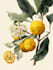 do botanical and anatomical scientific illustrations