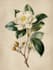 draw botanical illustration with scientific focus