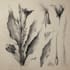 paint watercolour botanical illustrations