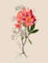create insects, animals and botanical illustrations