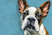 draw your pet or animal to realistic vector