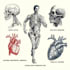 draw exercise, medical and anatomy illustrations