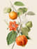 draw an original botanical design