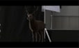 do 3d animal model,3d creature with xgen hair, realistic fur,3d animal animation