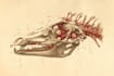 do botanical and anatomical scientific illustrations