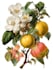 draw realistic scientific botanical illustration