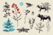 draw animal and botanical illustrations