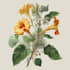 draw realistic scientific botanical illustration