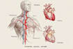 draw exercise, medical and anatomy illustrations