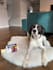 create a dog ugc video with the coolest big dog ever