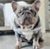 create authentic pet ugc videos with my french bulldogs