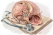 make highly customised medical and anatomy illustrations