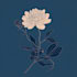 make a beautiful vintage botanical illustration poster