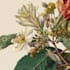 make a beautiful vintage botanical illustration poster