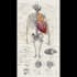 make highly customised medical and anatomy illustrations