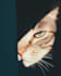 cat photo 4k premium