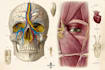 create medical and anatomical illustrations