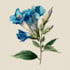 botanical illustration with scientific focus