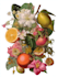botanical illustration with scientific focus