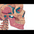 draw detailed medical illustrations