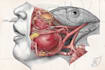 draw detailed medical illustrations
