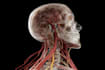 illustrate custom realistic medical art for commercial use