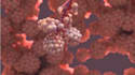 create 3d medical animation, 3d surgery animation, 3d anatomy animation