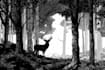 draw black and white illustrations