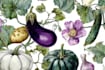paint watercolour botanical illustrations