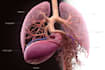 create 2d medical anatomy illustrations and animations
