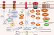 design journal ready scientific figures and diagrams in biorender
