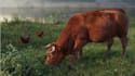 create quality 3d animal animation, 3d cgi animal animation, 3d animal rigging