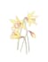 hand draw botanical illustrations
